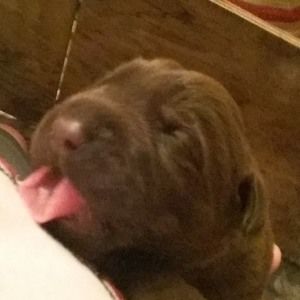 Meet your Posher, Daeton